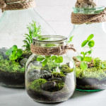 small-jar-live-forest-save-earth-concept-white-table-80054779